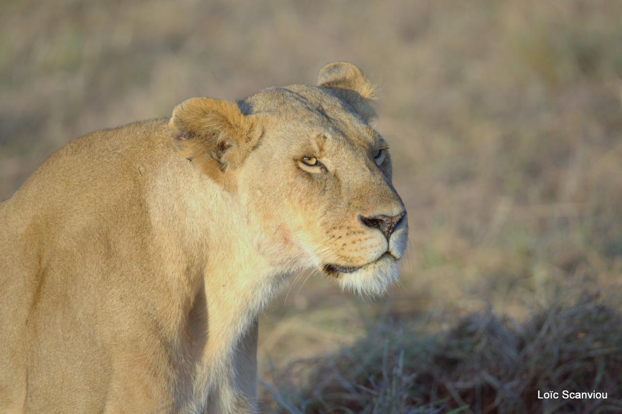 Lion (52)