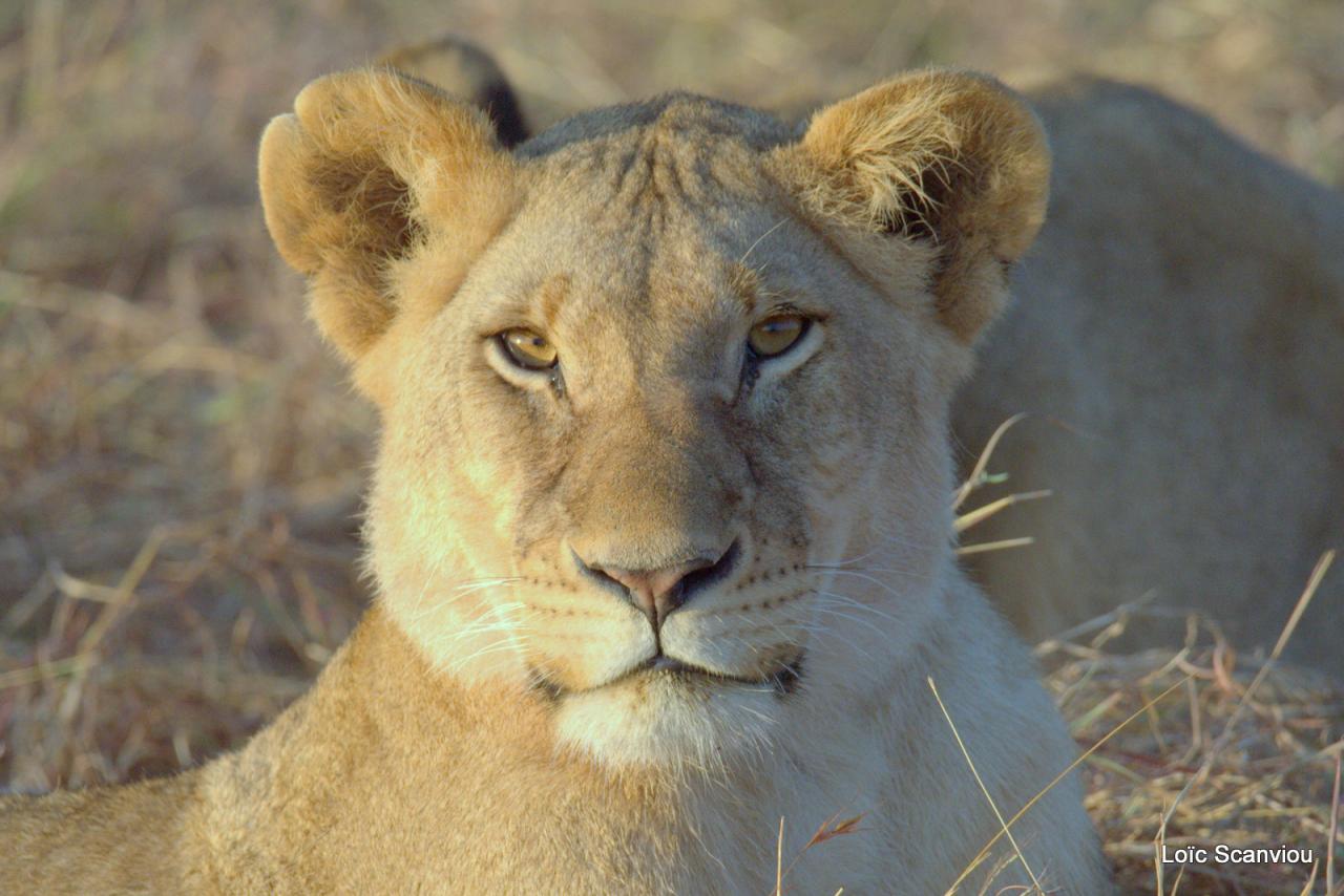 Lion (53)