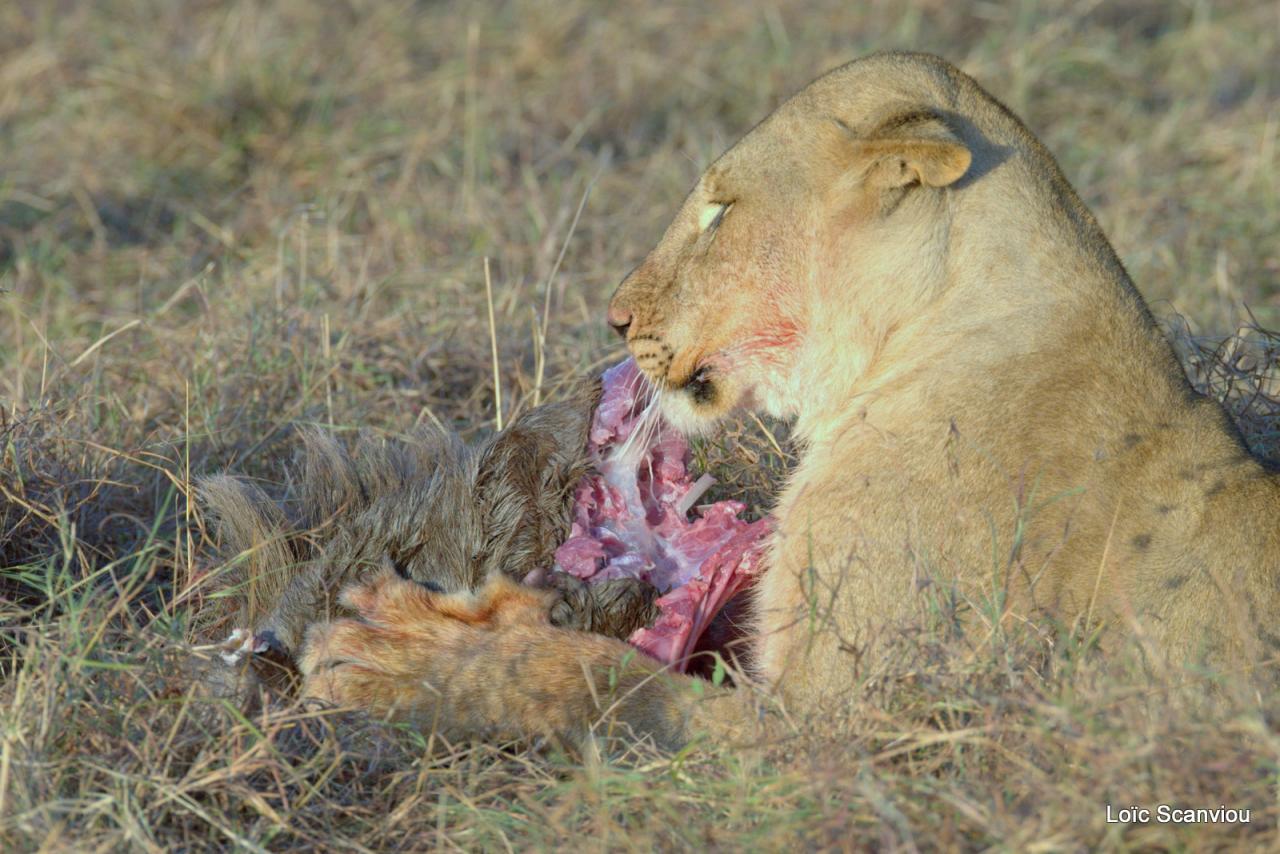 Lion (54)