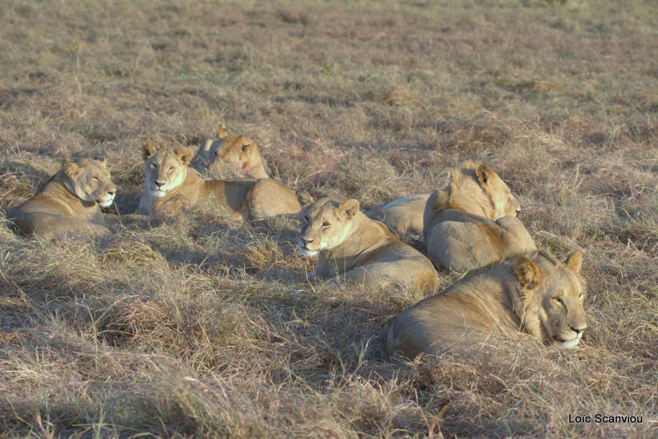 Lion (55)