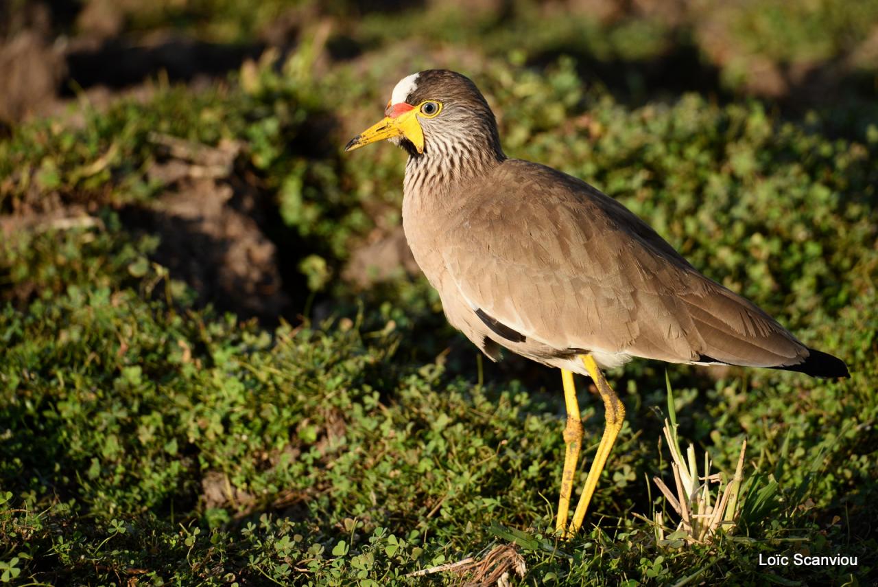 Vanneau du Sénégal/African Wattled Lapwing (1)