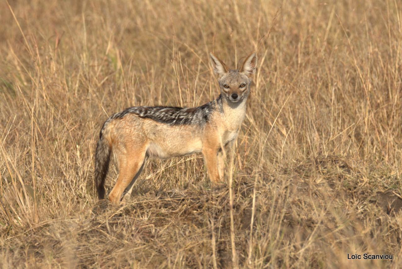 Chacal à chabraque/Black-backed Jackal (1)