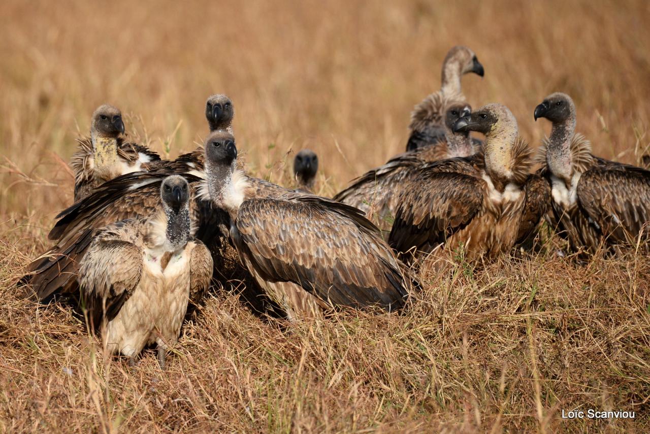 Vautour africain/African White-backed Vulture (2)