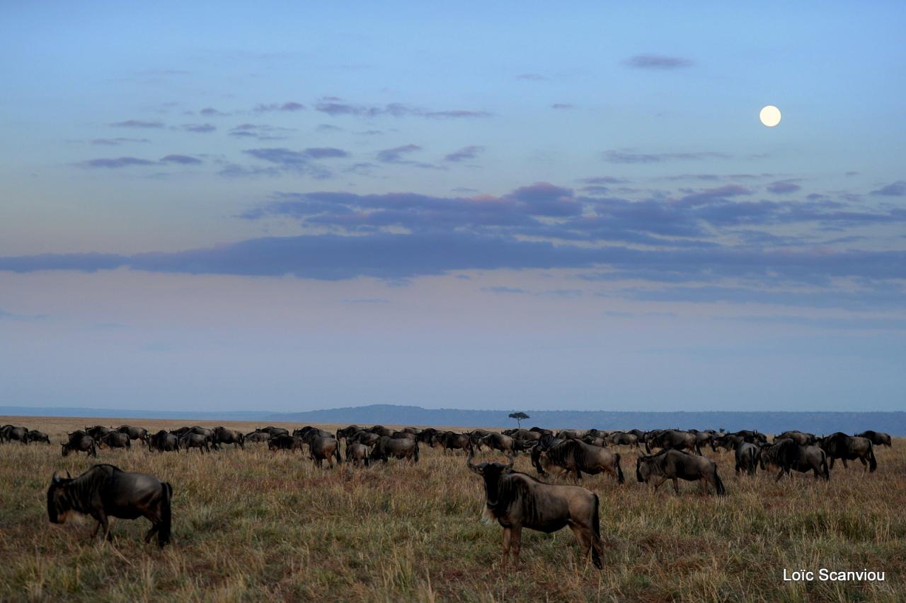 Gnou/Wildebeest (12)