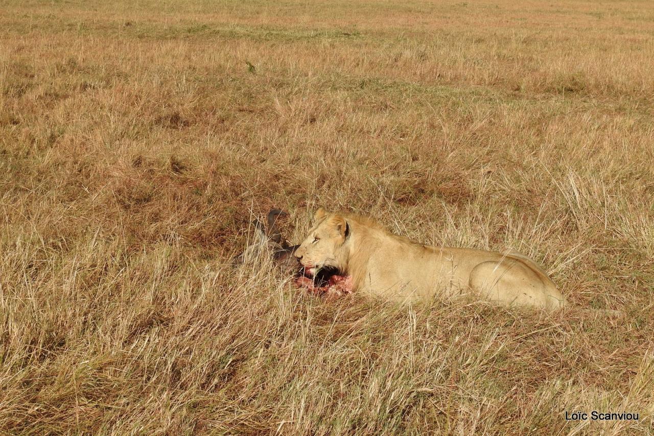 Lion (56)