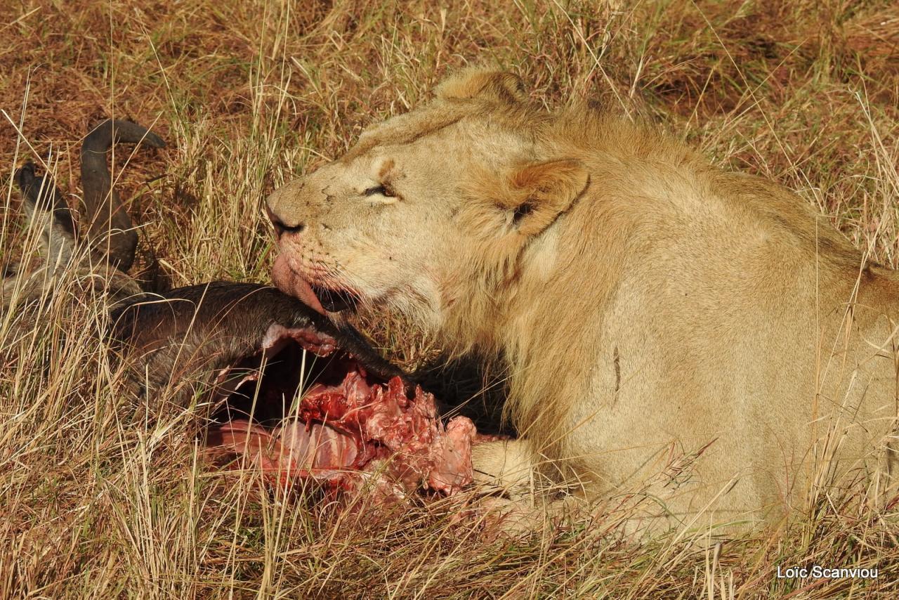 Lion (57)