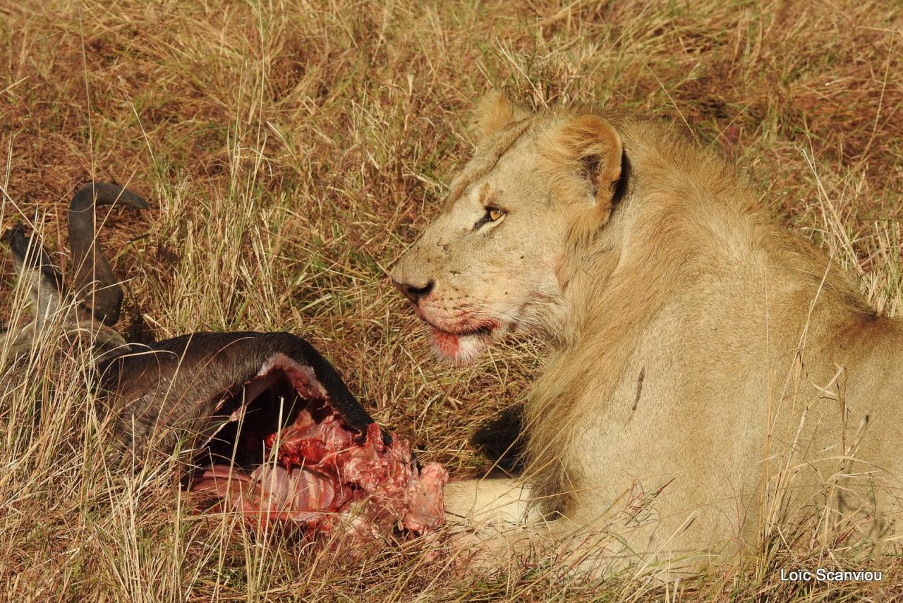 Lion (58)
