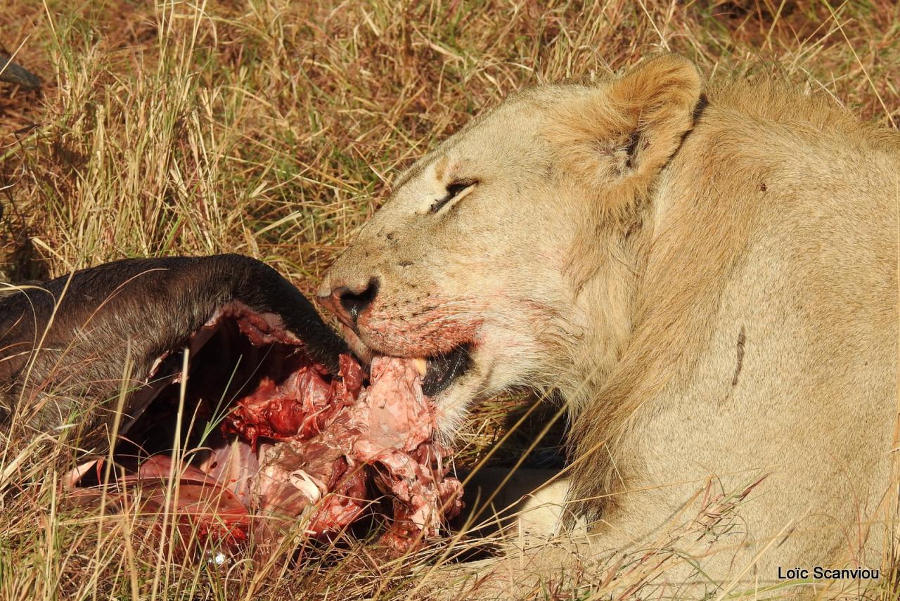 Lion (59)