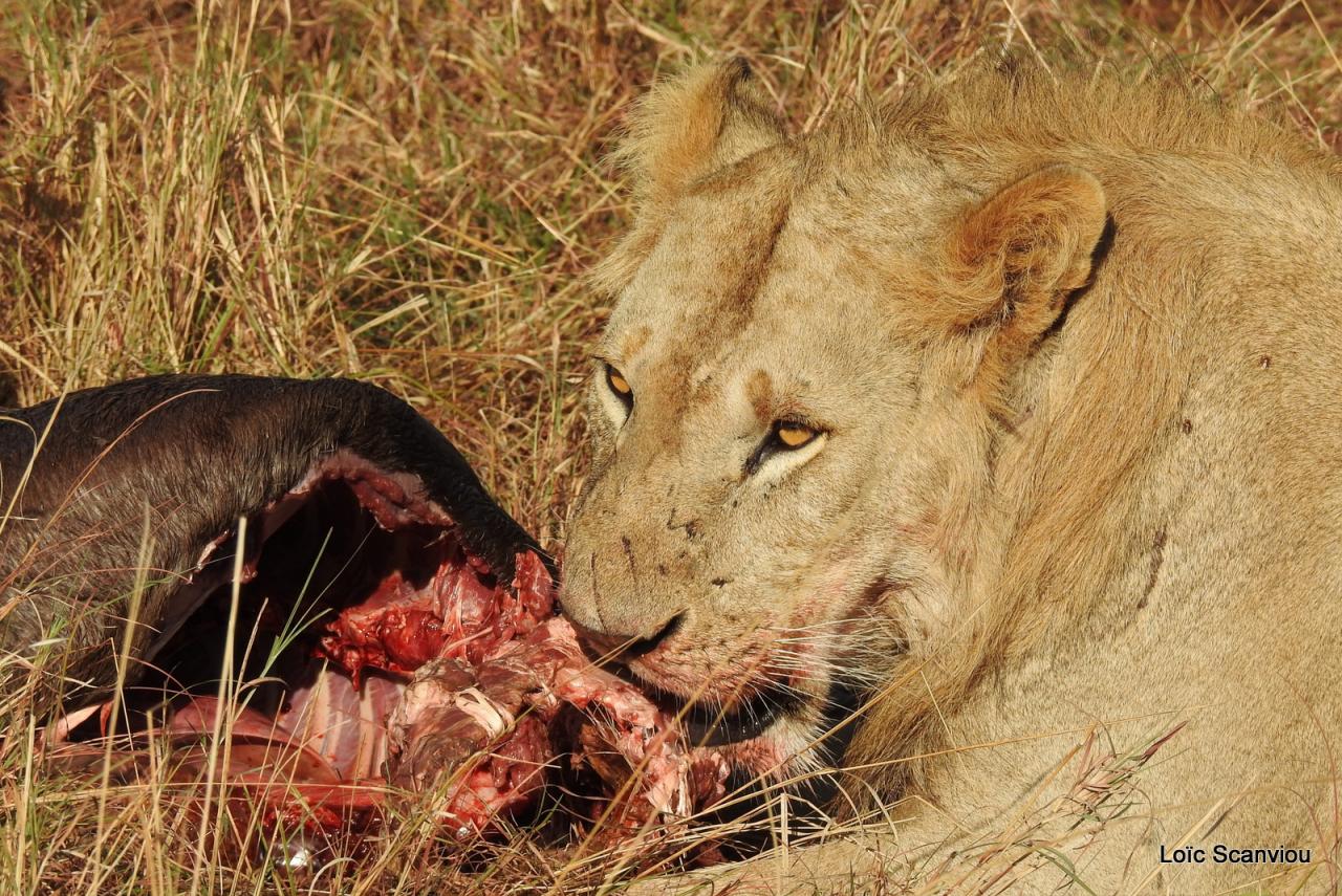Lion (60)