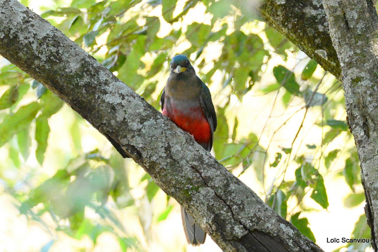 Trogon Narina/Narina Trogon (1)