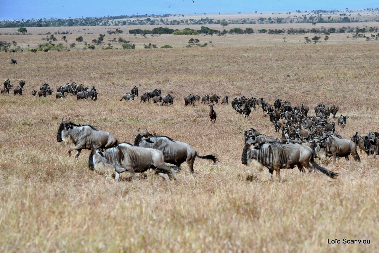 Gnou/Wildebeest (3)