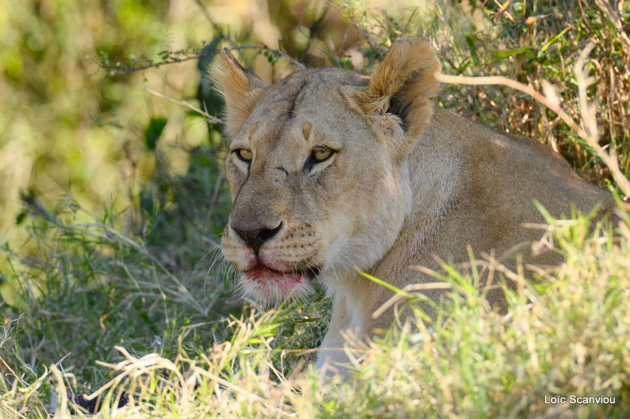 Lion (14)