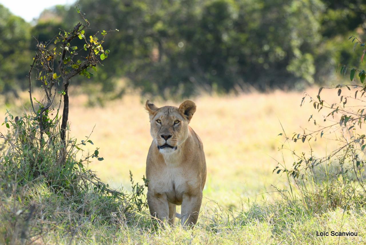Lion (15)