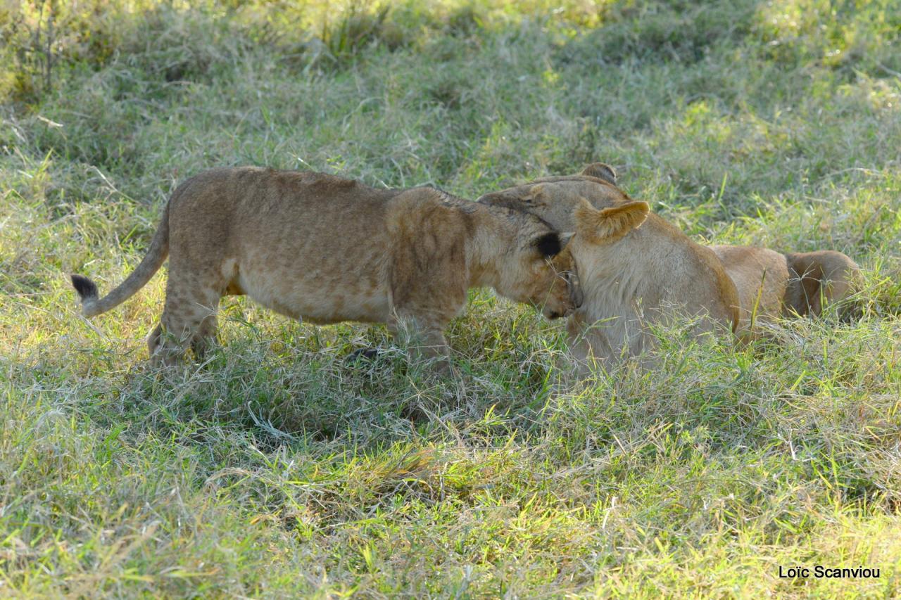 Lion (18)