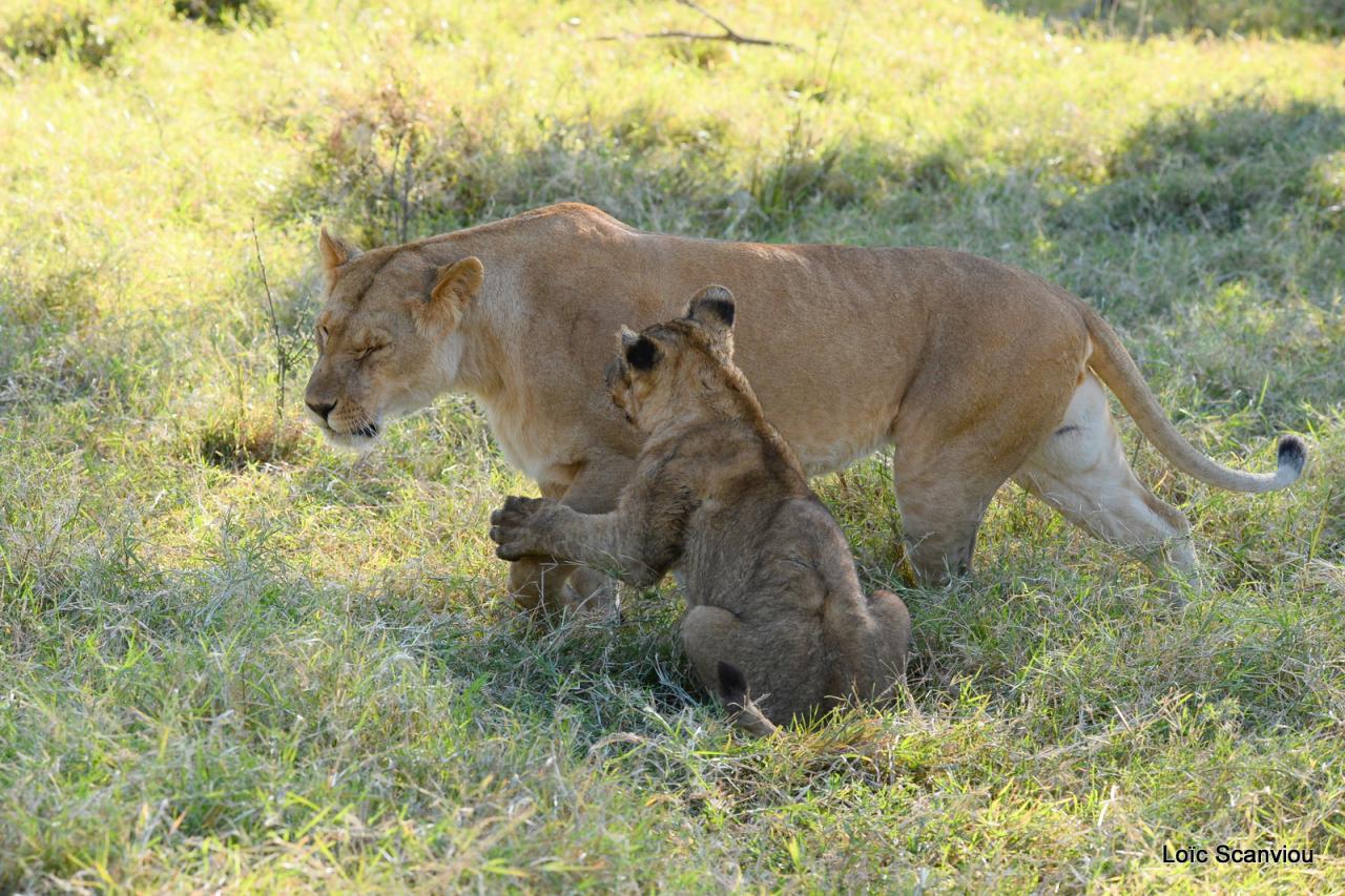 Lion (19)