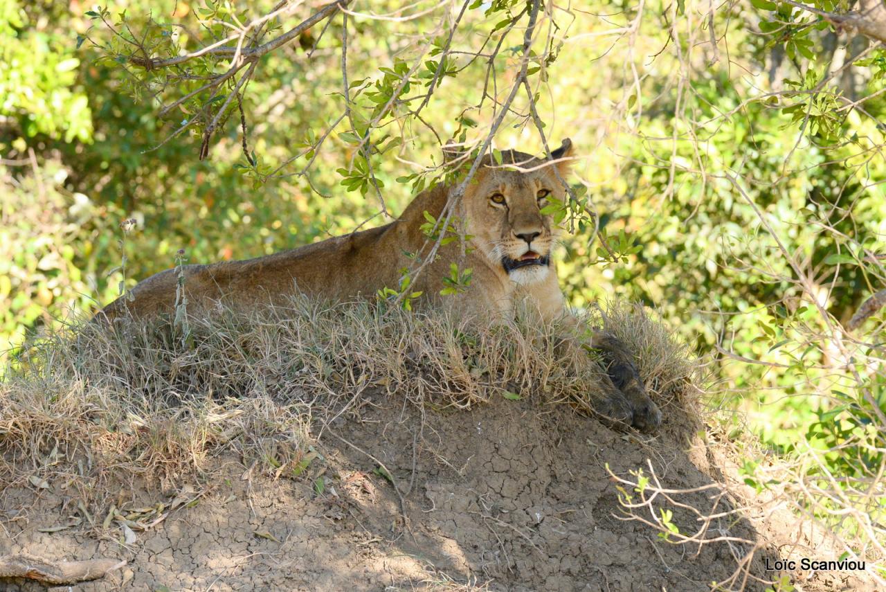 Lion (21)