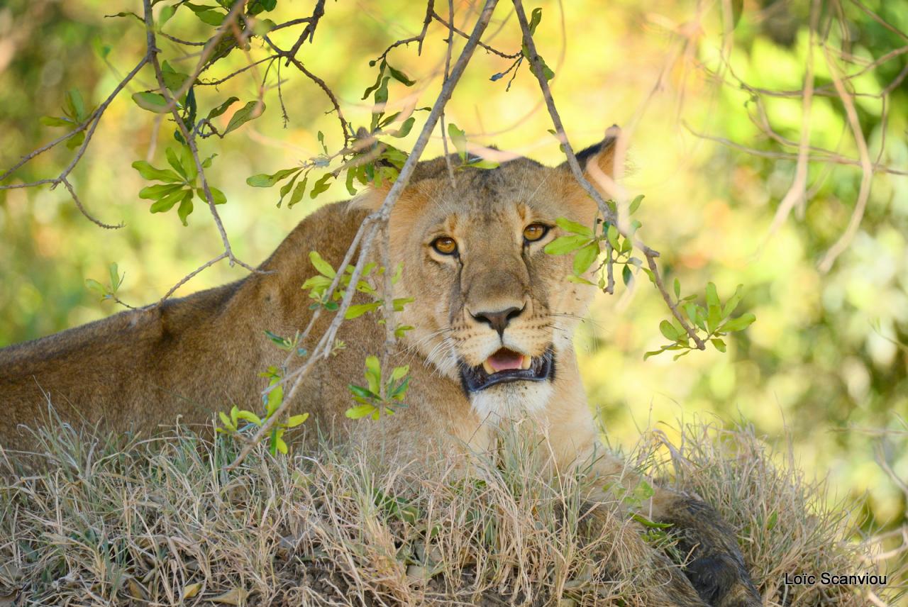 Lion (22)