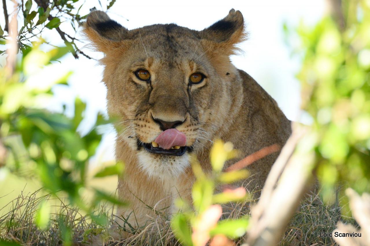 Lion (23)