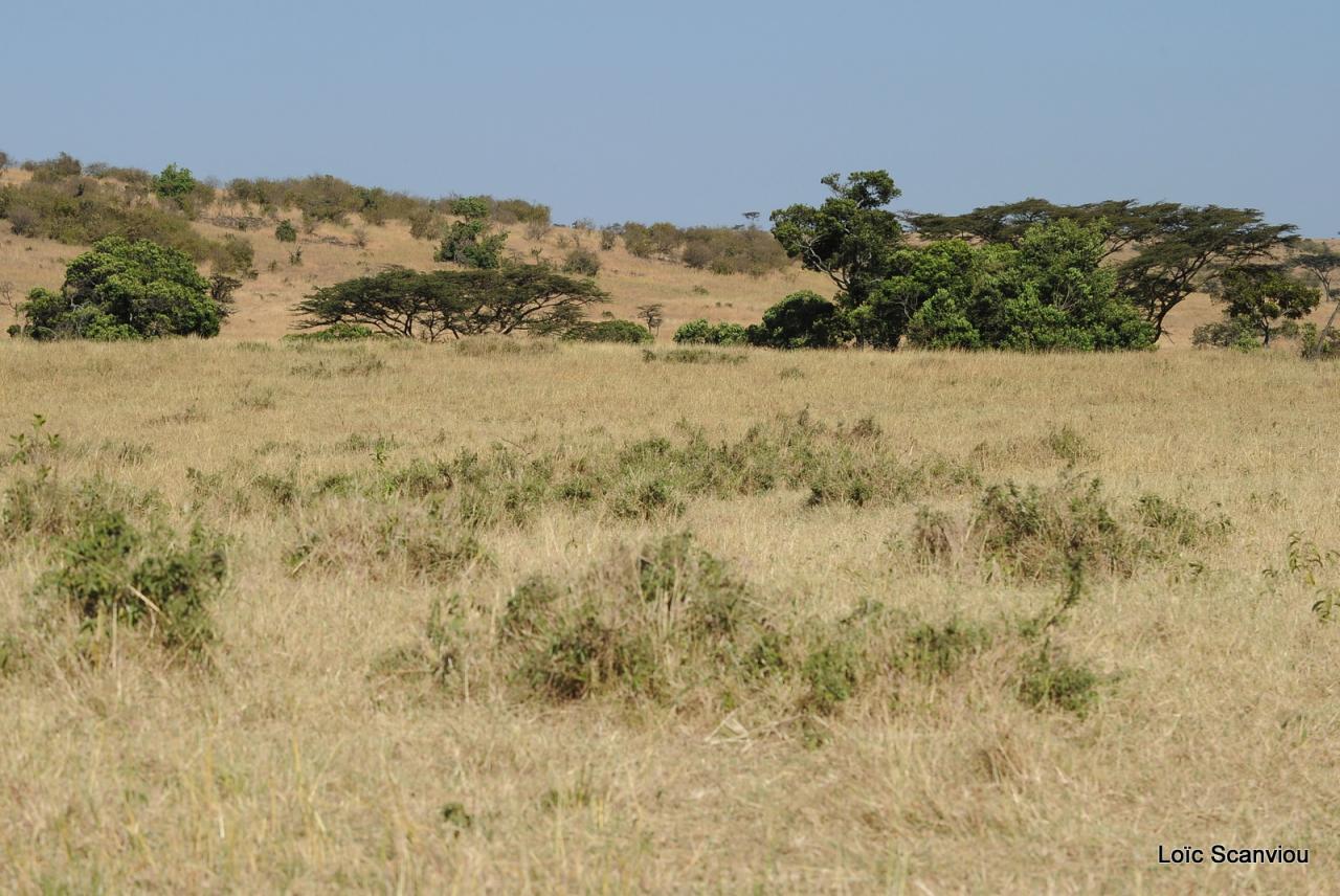 Mara North Conservancy (3)