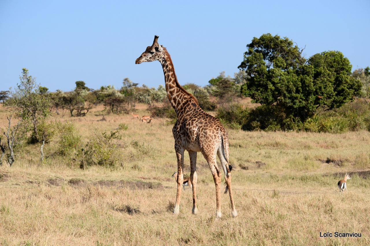 Girafe/Giraffe (5)