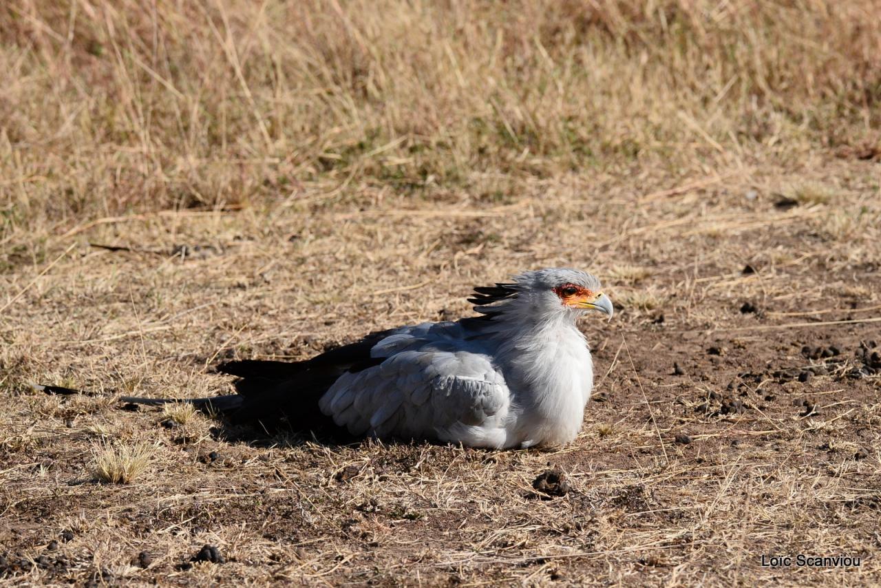 Messager solitaire/Secretary Bird (5)