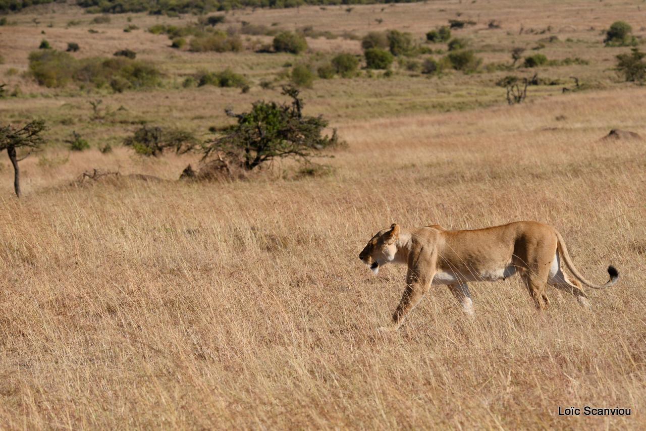 Lion (24)