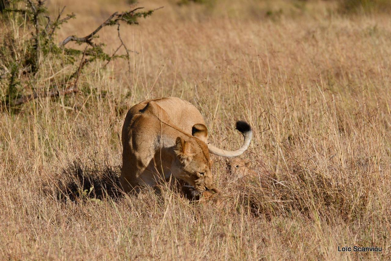 Lion (26)