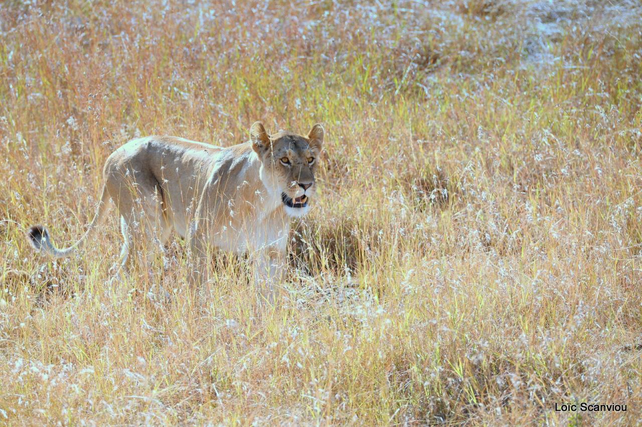 Lion (27)