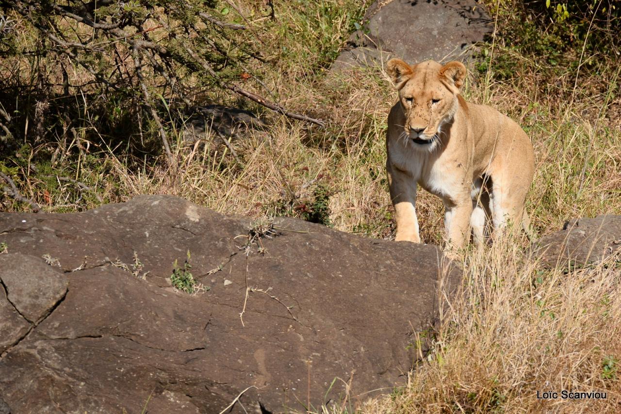 Lion (28)
