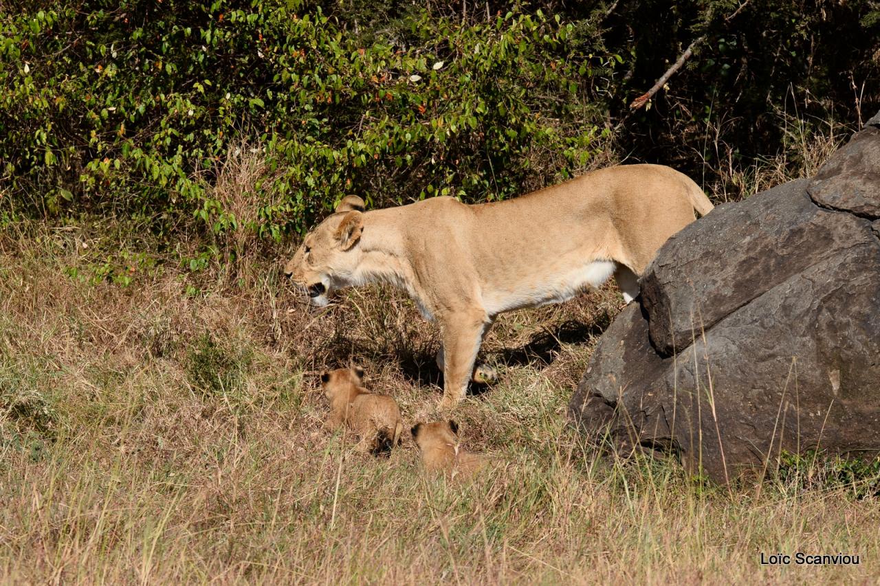 Lion (29)