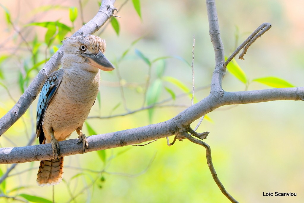 Martin-chasseur à ailes bleues/Blue-winged Kookaburra