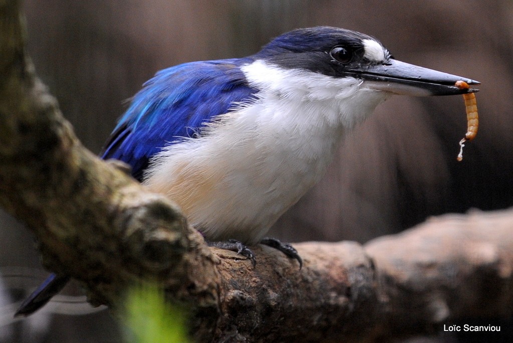 Martin-chasseur forestier/Forest Kingfisher