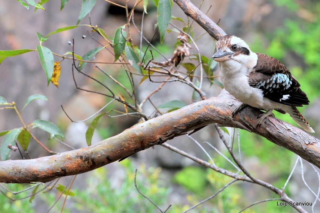 Martin-chasseur géant/Laughing Kookaburra