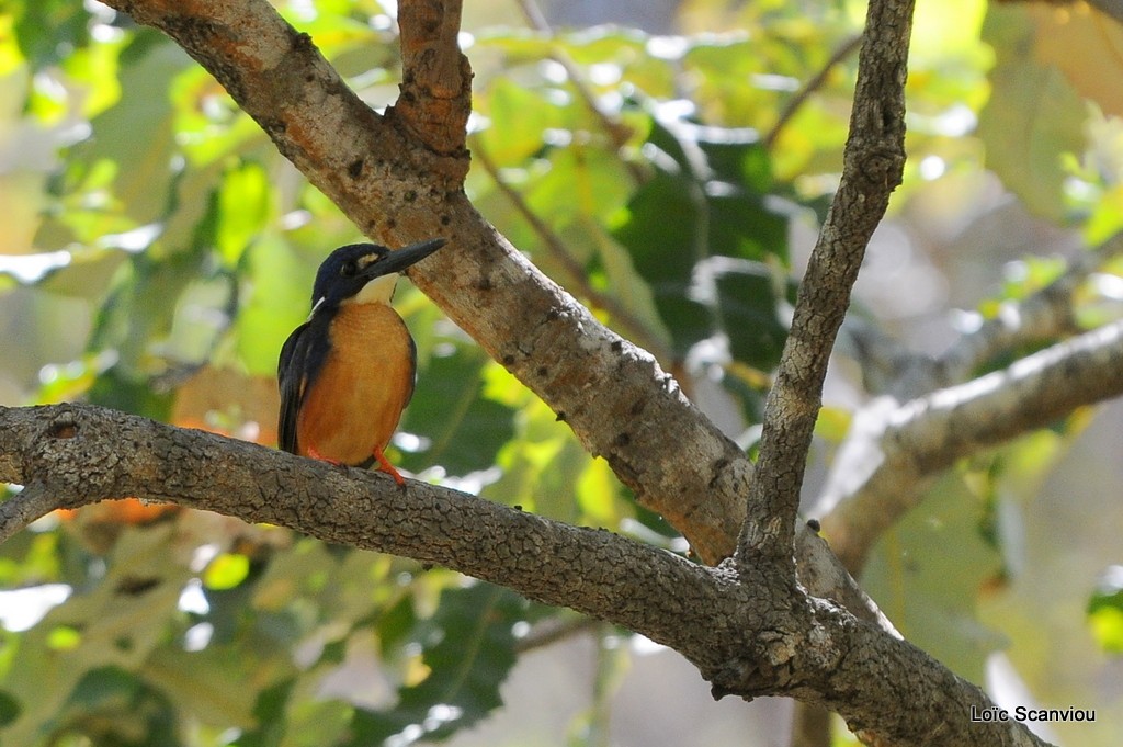 Martin-pêcheur à dos bleu/Azure Kingfisher