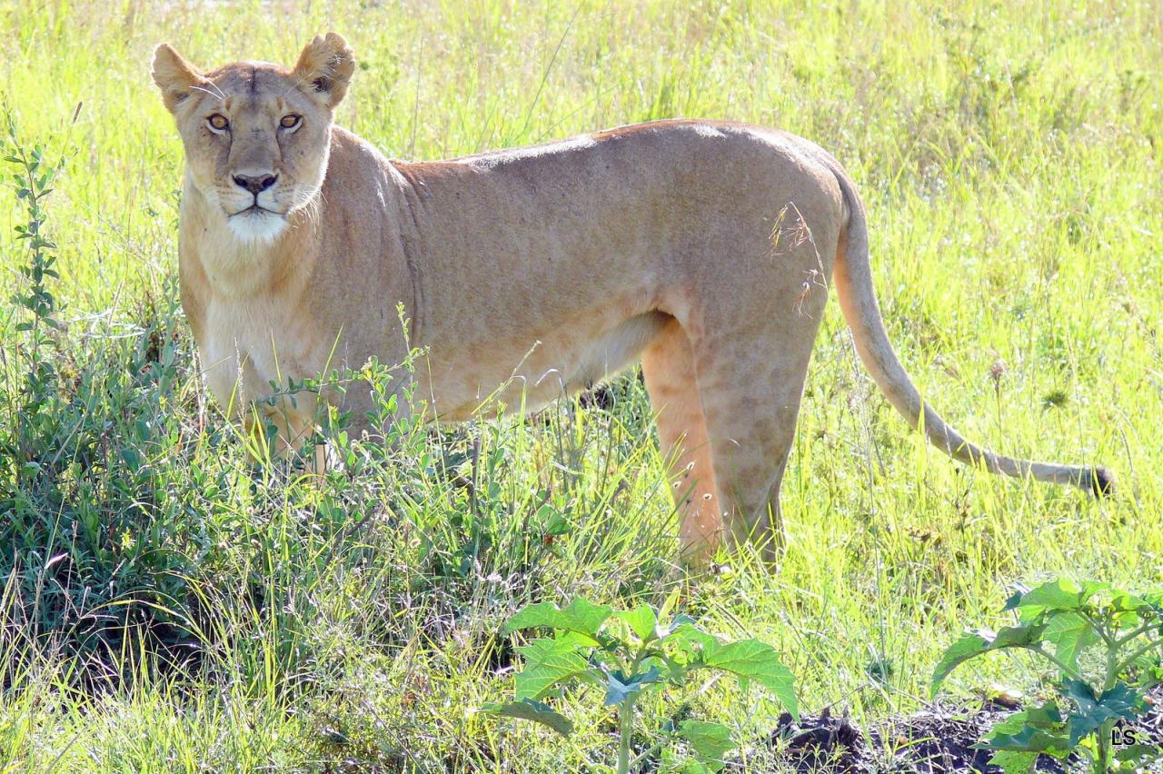 Lion (16)
