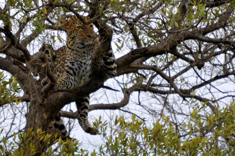 Léopard dans un arbre (2)