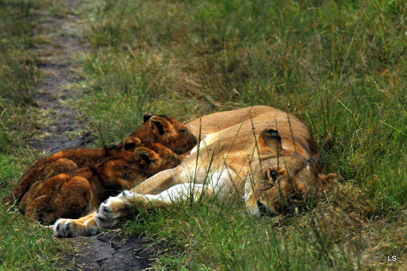 Lion (30)