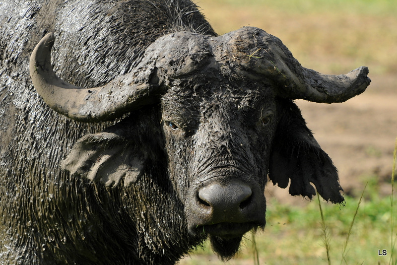 Buffle du Cap/Cape Buffalo (4)