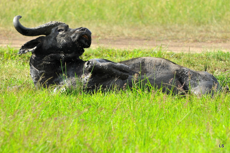 Buffle du Cap/Cape Buffalo( 5)