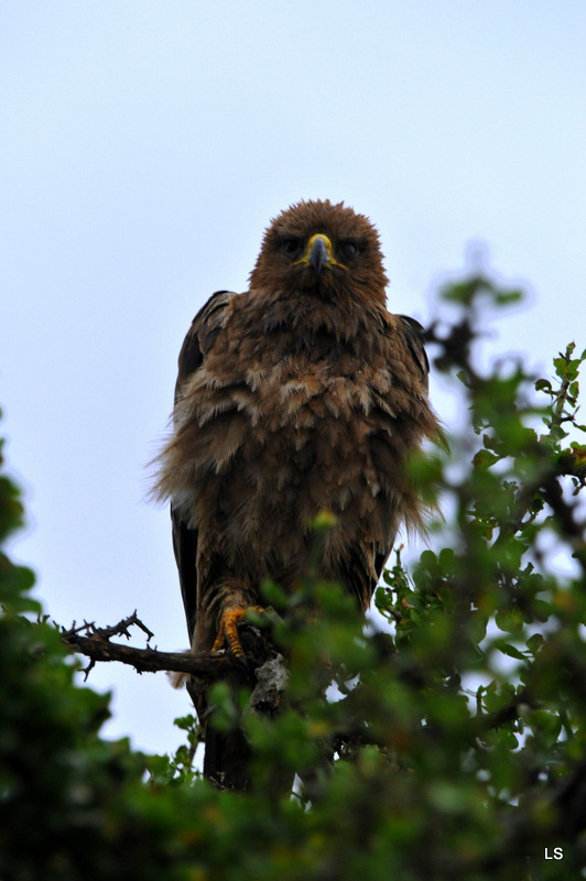 Aigle ravisseur/Tawny eagle (2)