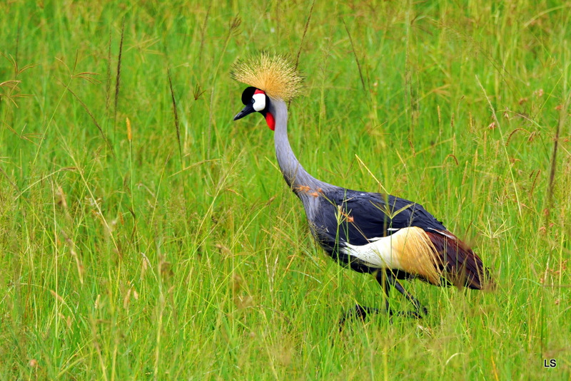 Grue couronnée/Grey-crowned Crane (1)