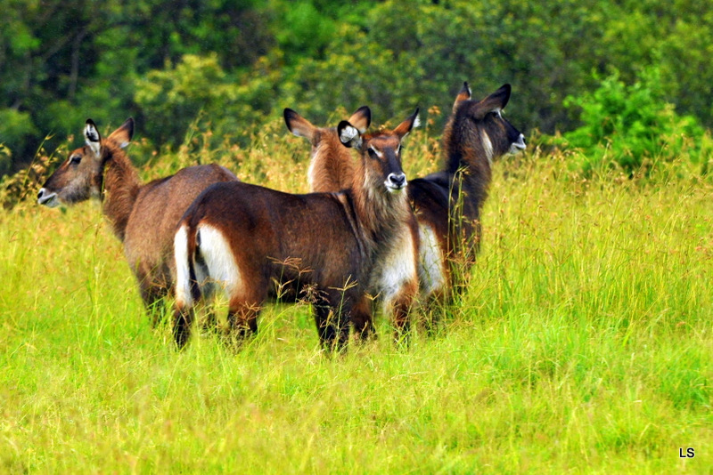 Cobe defassa/Waterbuck (1)