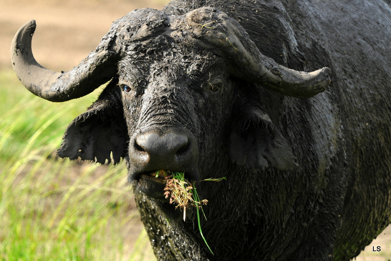 Buffle du Cap/Cape Buffalo (6)