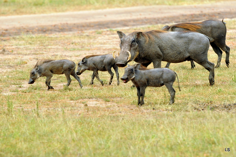 Phacochère/Warthog (1)