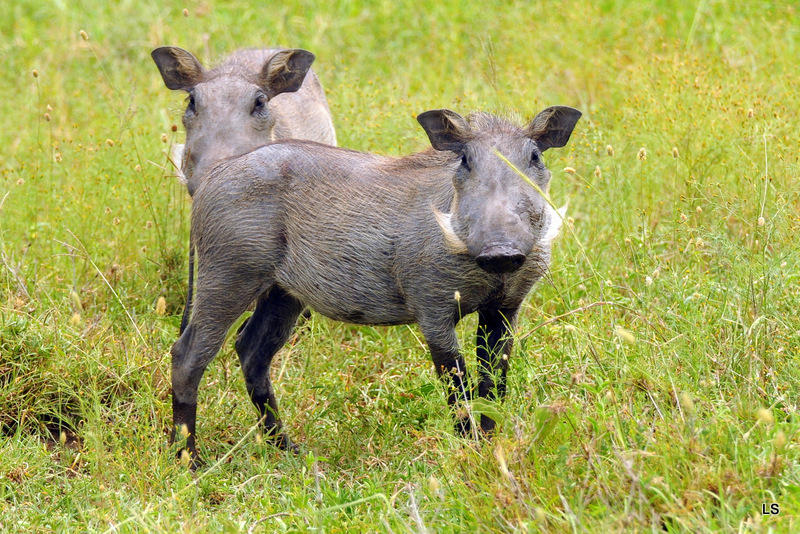 Phacochère/Warthog (2)