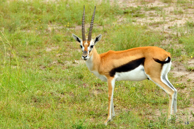 Gazelle de Thomson (1)