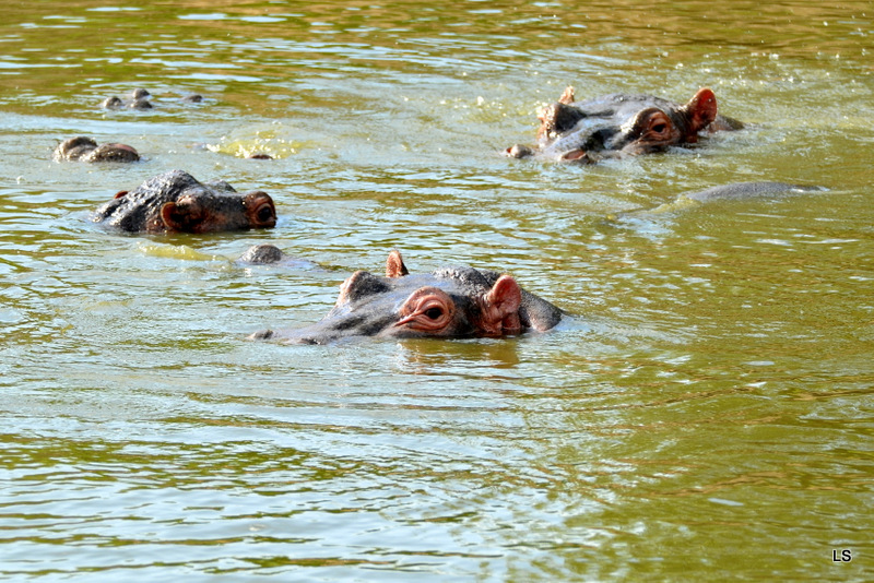 Hippopotame/Hippopotamus (1)