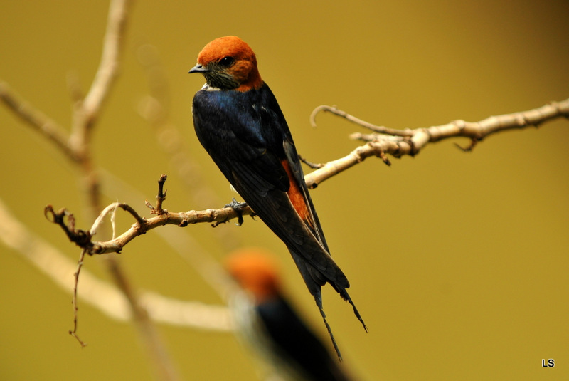 Hirondelle striée/Lesser Striped Swift (1)