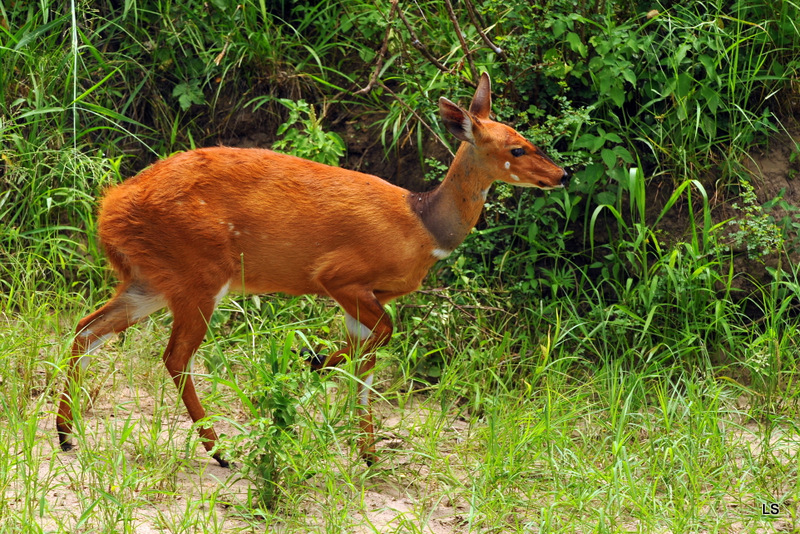 Guib harnaché/Bushbuck (2)