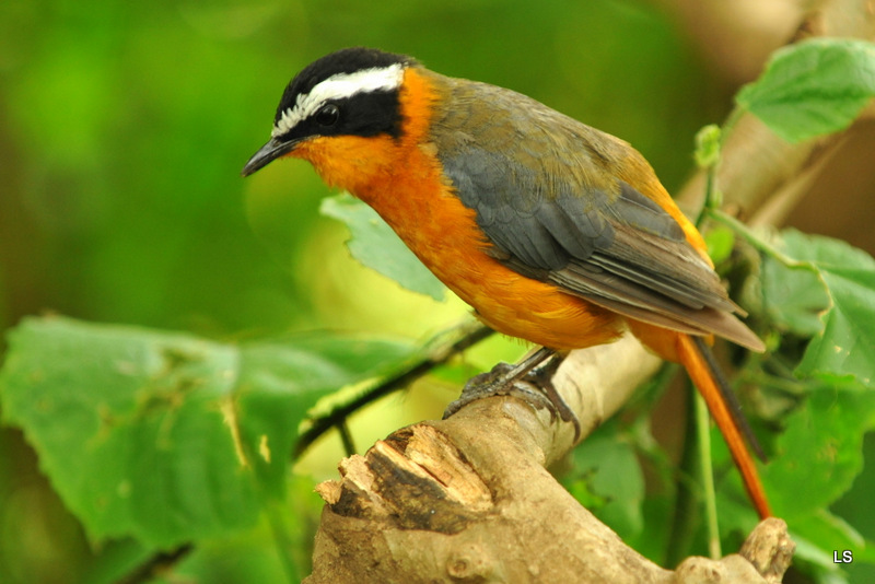 Cossyphe de Heuglin/White-browed Robin-chat (1)